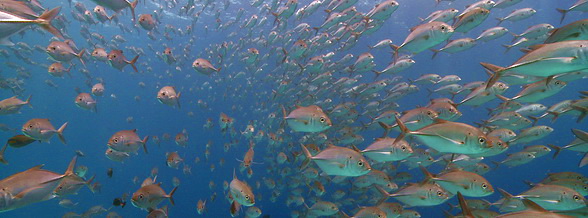 mactan, cebu: diivng in marine sanctuaries